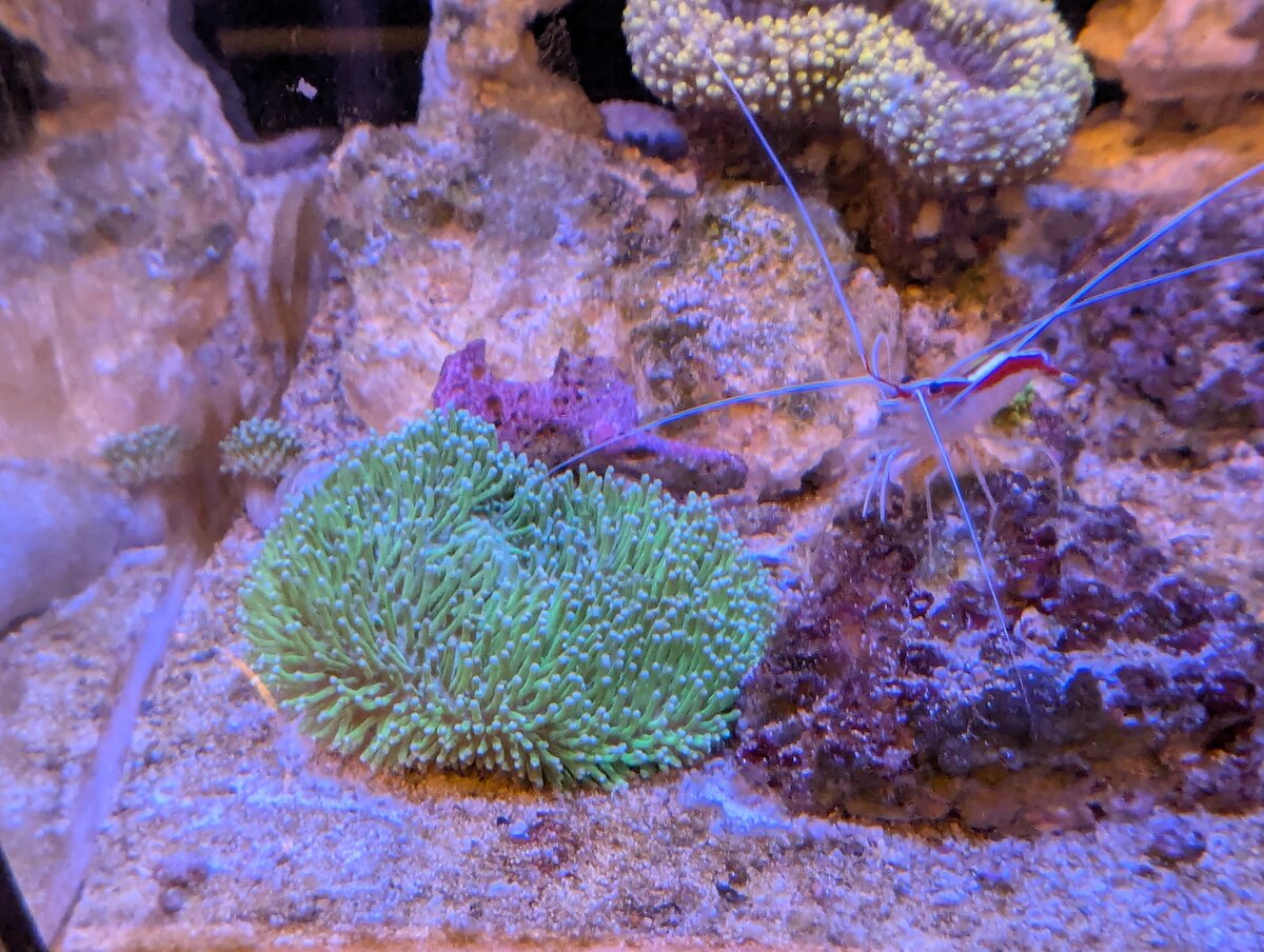 Toadstool_Shrimp.jpg