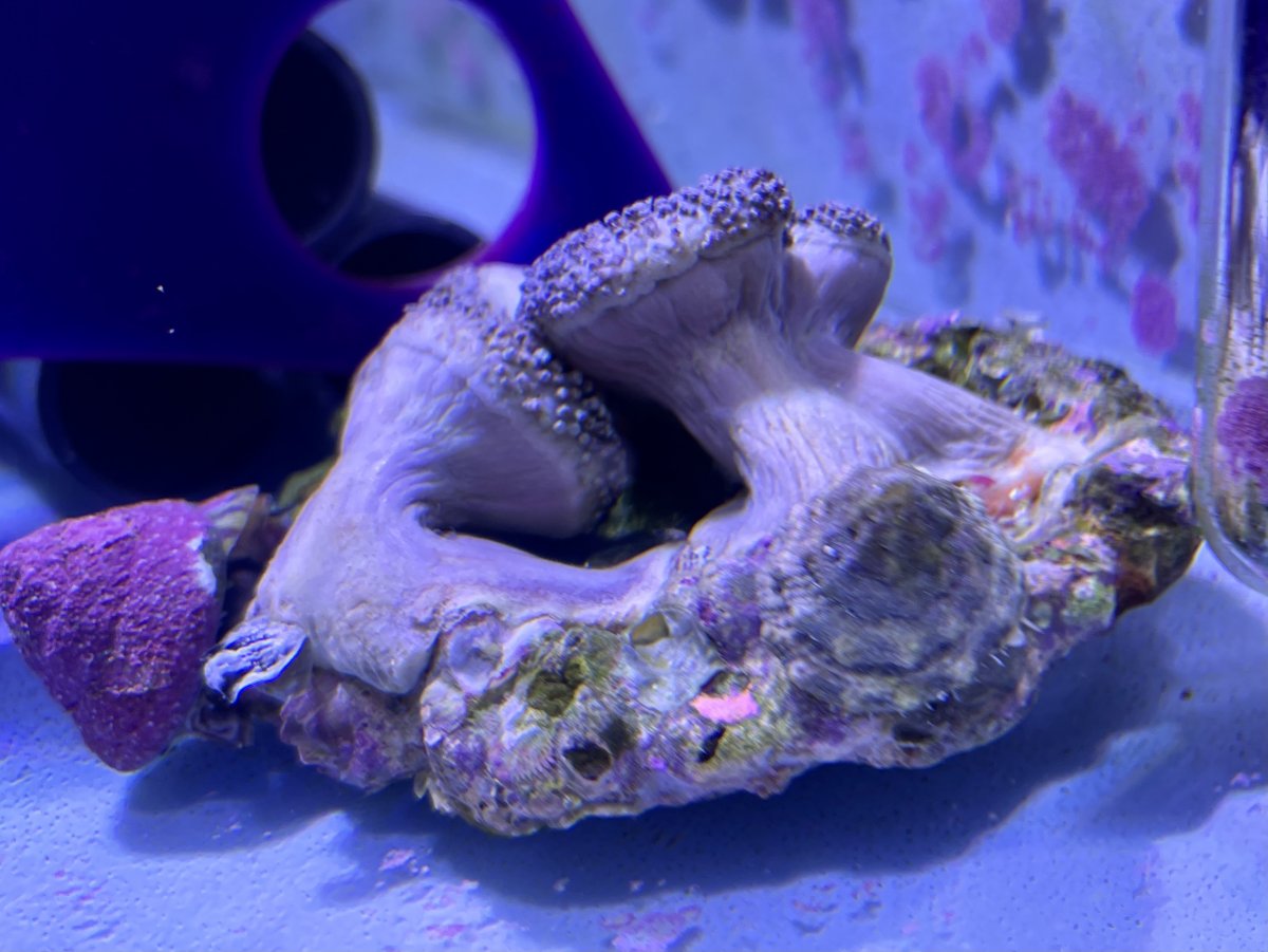 Toadstools-1.jpg