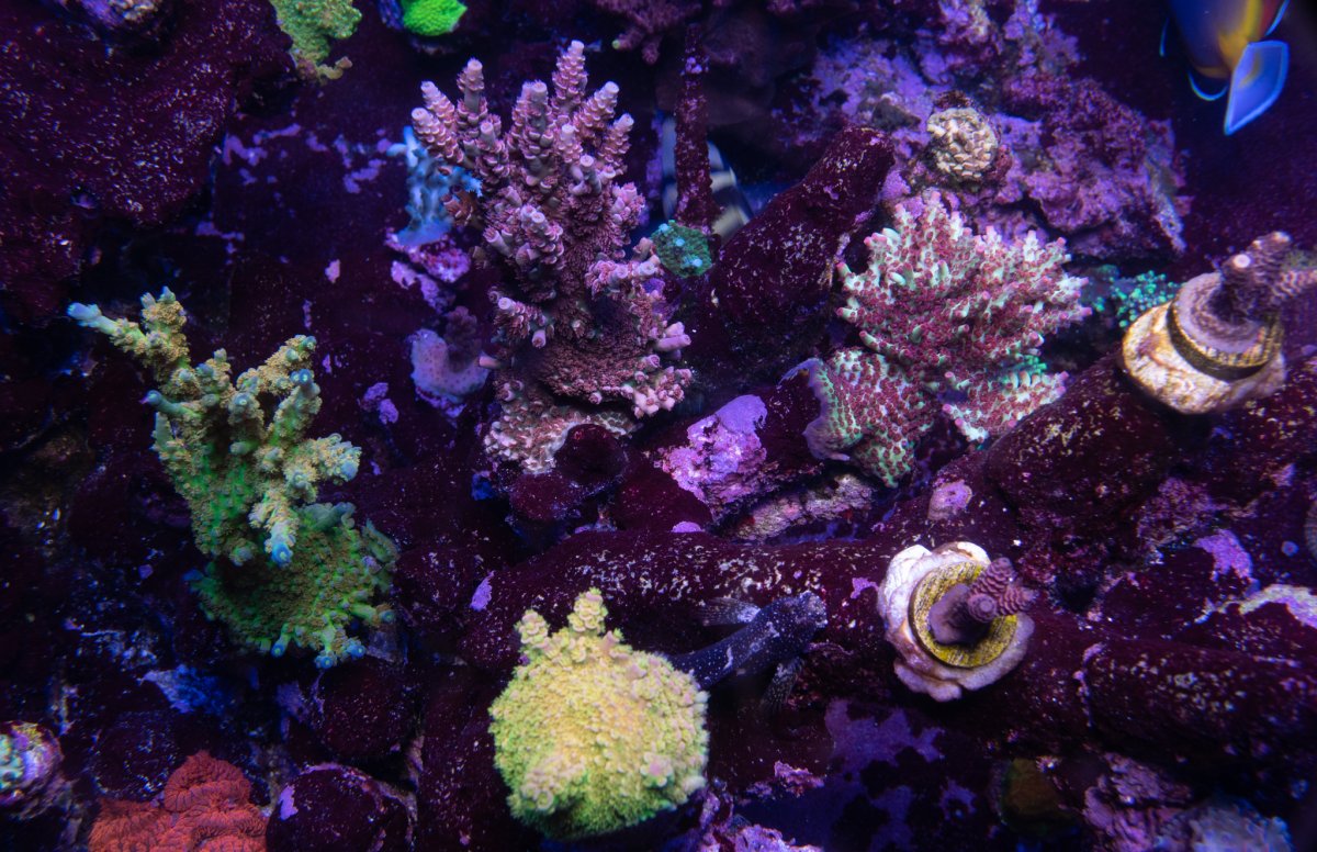 Large Build - Smite's Stout CDA - 205g Acropora dominant system ...