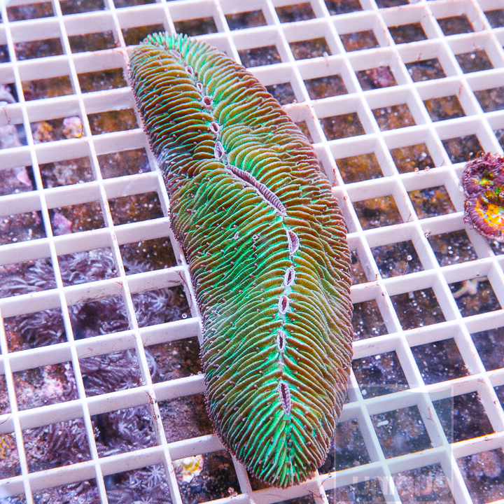 tonge-coral-39.jpg