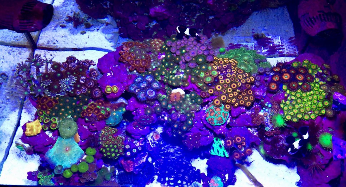 Top down 1519.jpg