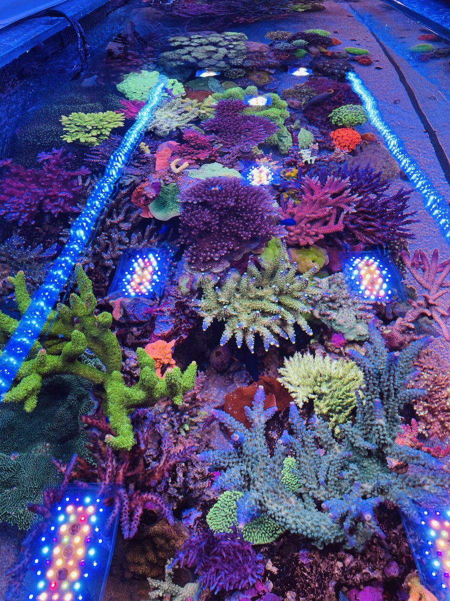 top down 2.jpeg