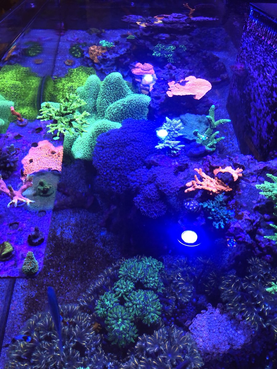 Top down reef.jpg