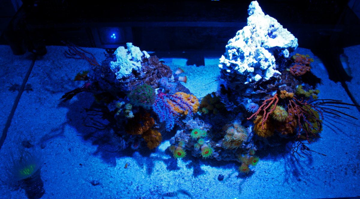 top view.jpg