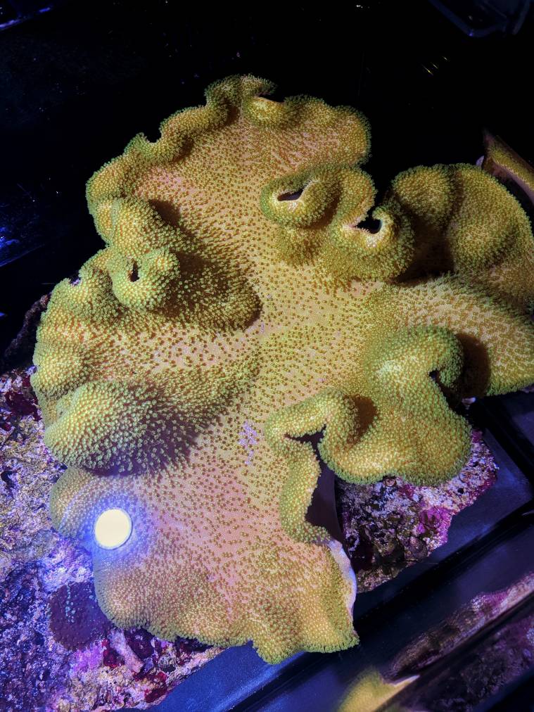 topdowntoadstool.jpg