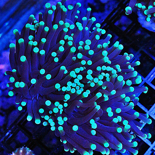 torch coral 7 119-89.jpg
