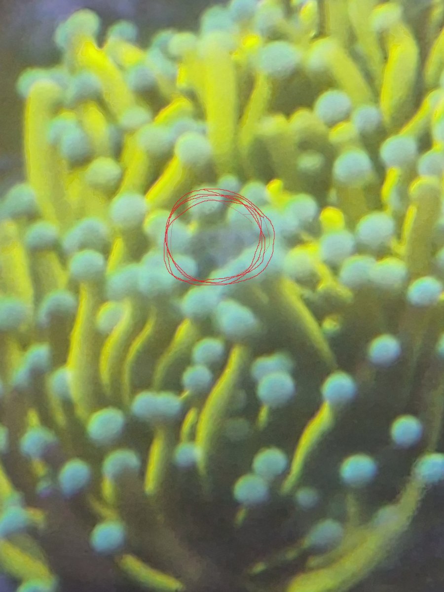 torch coral hitchhiker.jpg