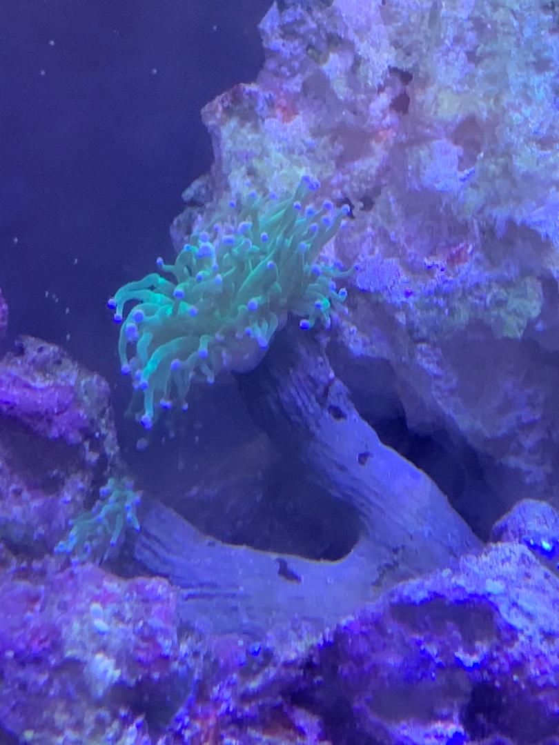 Torch Coral Pic.jpg