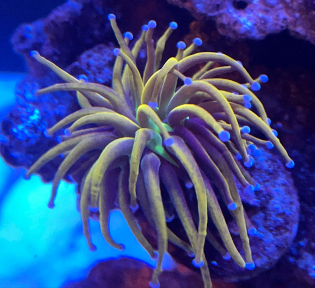 torch coral.PNG