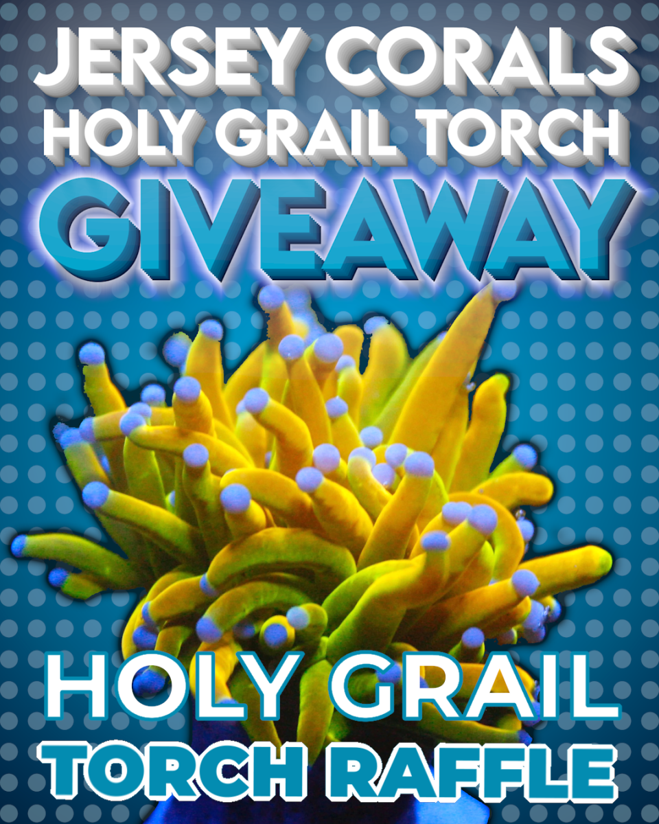 torch giveaway.png