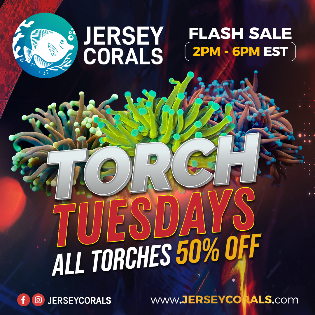 TORCH TUESDAYS Social Media Post Square 1080 x 1080.png