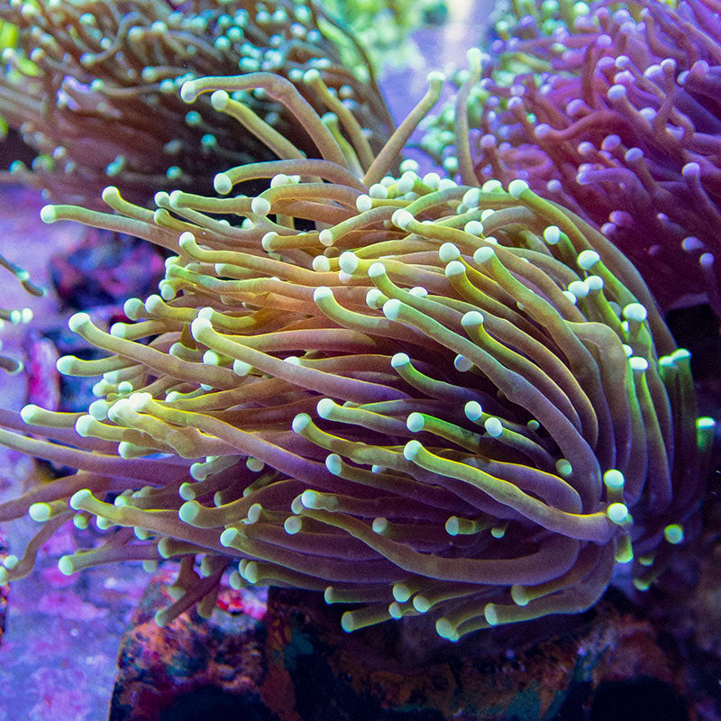 Torch_1_1200x1200.jpg
