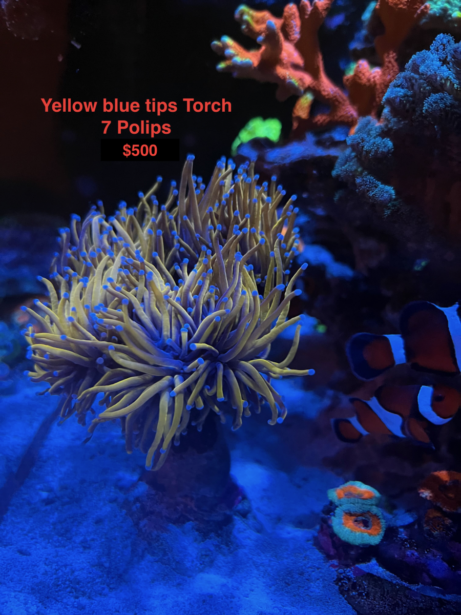 torch_yellow_blue_tips.png