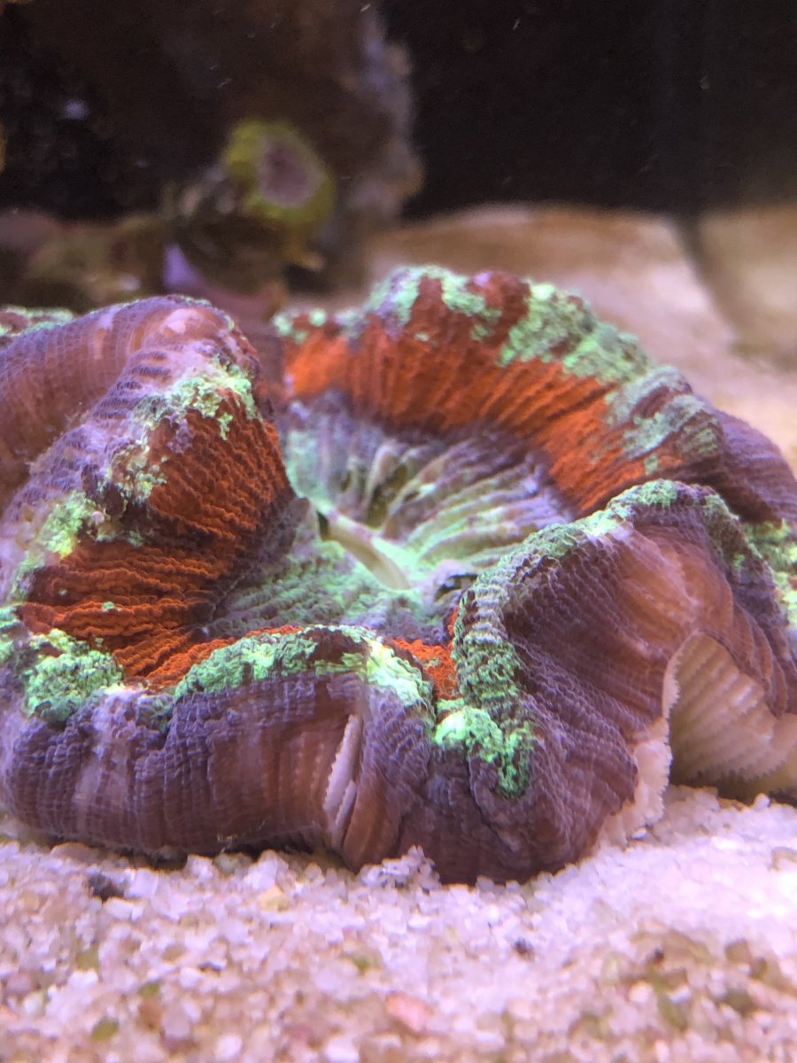 Can I save this trachy? | Reef2Reef