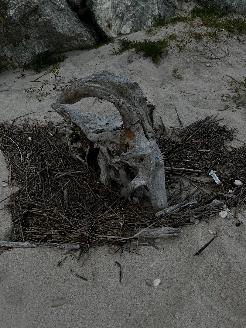 Tree on beach.jpg