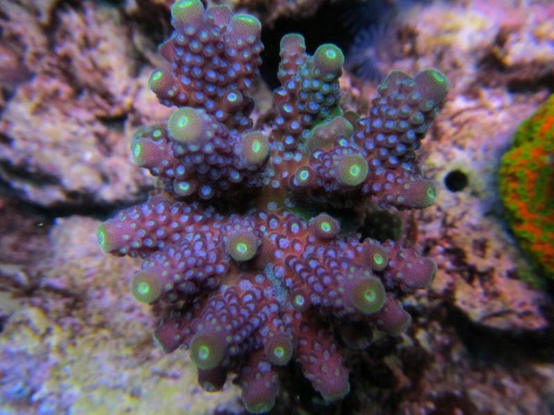tricolor_gemmifera.jpg
