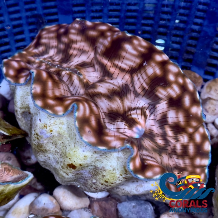 tridacna-derasa-clam-aquacultured-556 (1).jpg