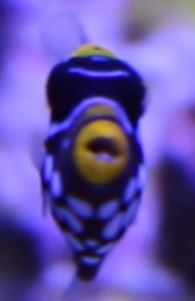 trigger5.JPG