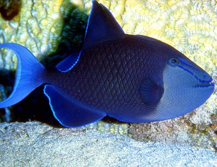 ******-triggerfish.jpg