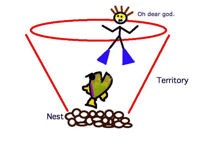 triggerfish-territory1.png