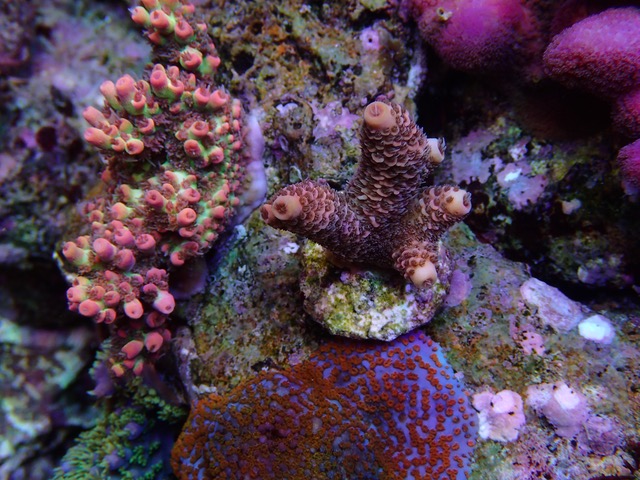 TRIO_SPS_coral_color_under_LED_Aquarium_lights.jpeg