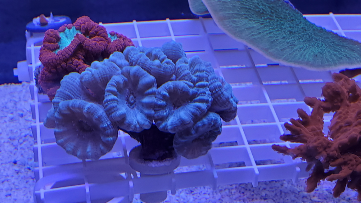 Trumpet Coral.png