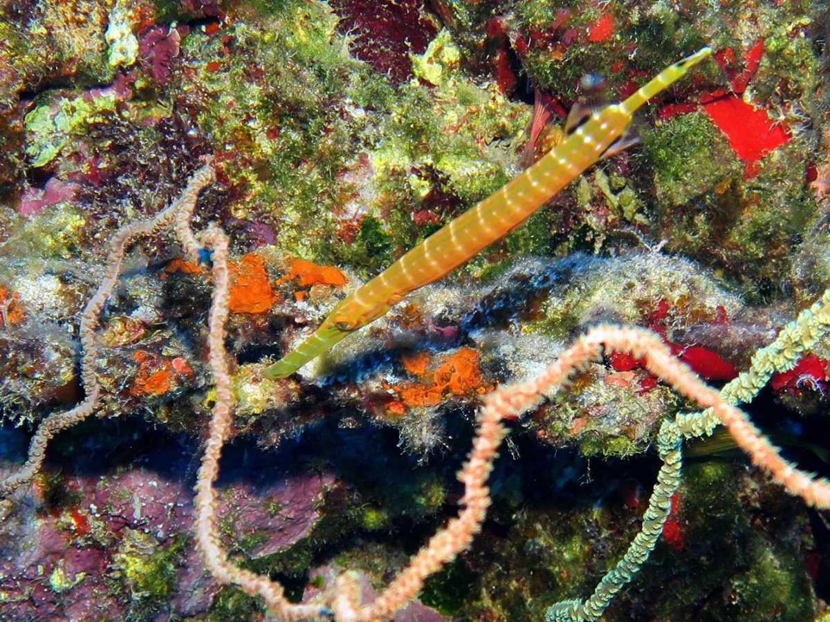 trumpetfish.jpg