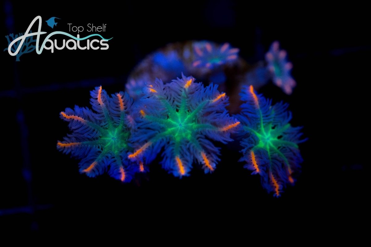 TSA Firework Cloves.jpg