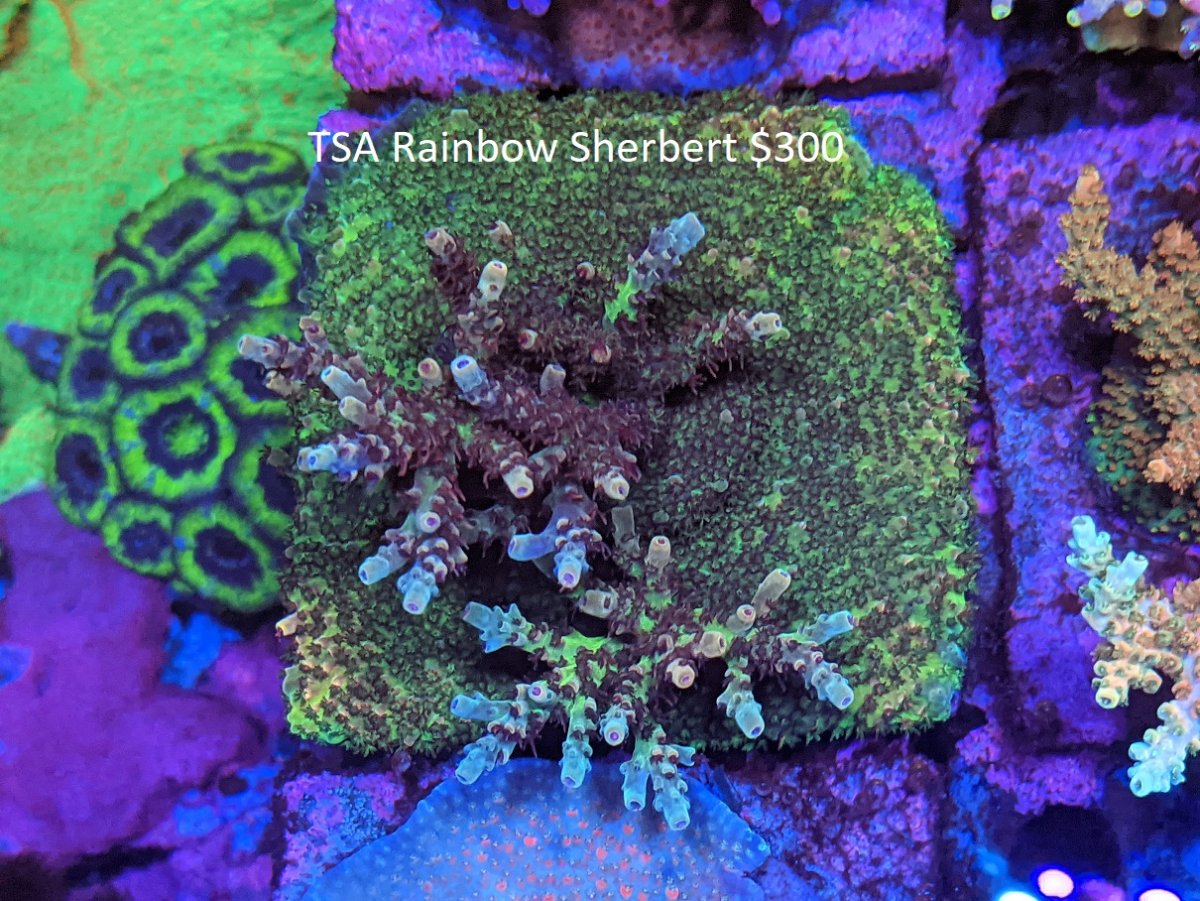 TSA Rainbow Sherbert top.jpg