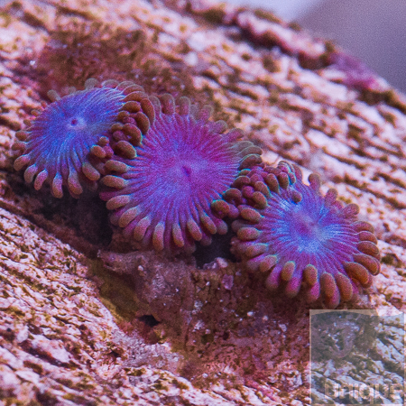 tubbs blues zoanthids 29 49.jpg
