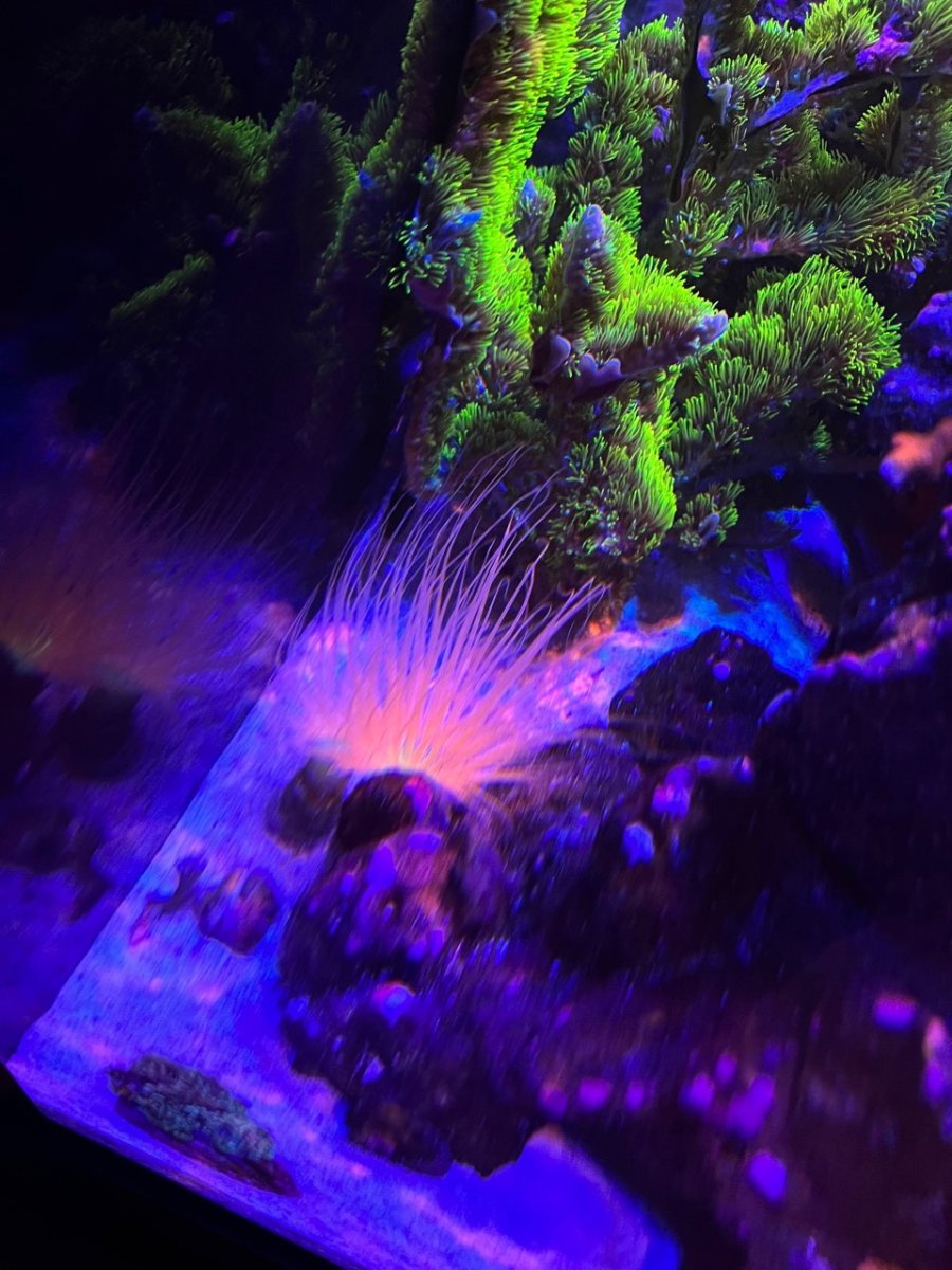 California - Live Goods - Pink Tube Anemone | Reef2Reef