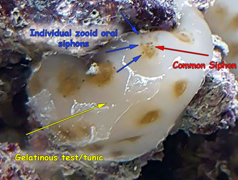 tunicate arrows.jpg