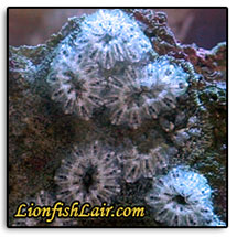 tunicate-left.jpg