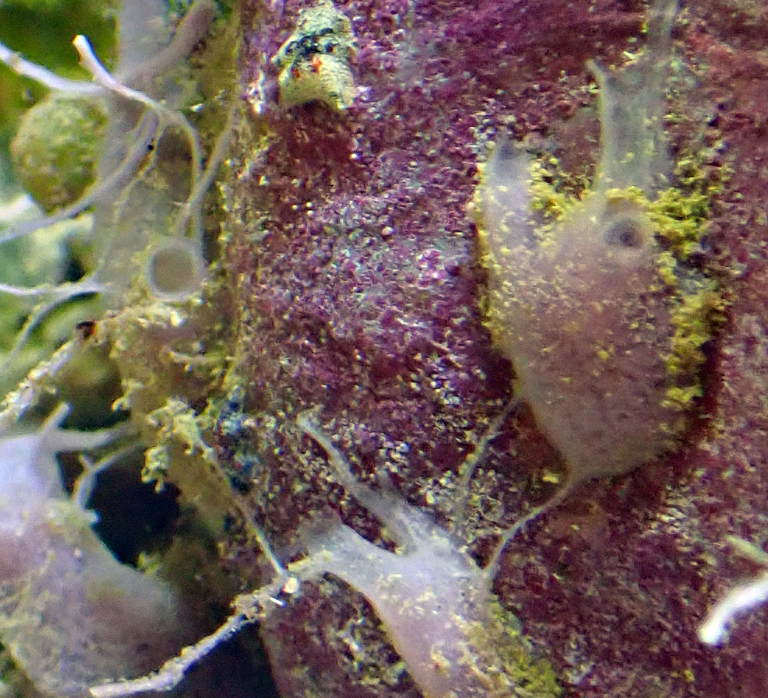 tunicate1.jpg