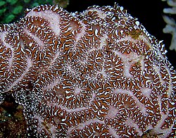 Tunicate_colony_Nick_Hobgood.jpg