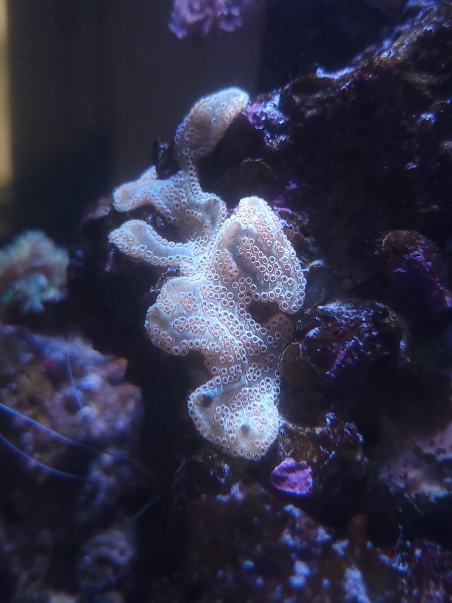 Tunicates.jpg