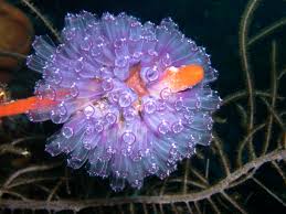 tunicates.jpg