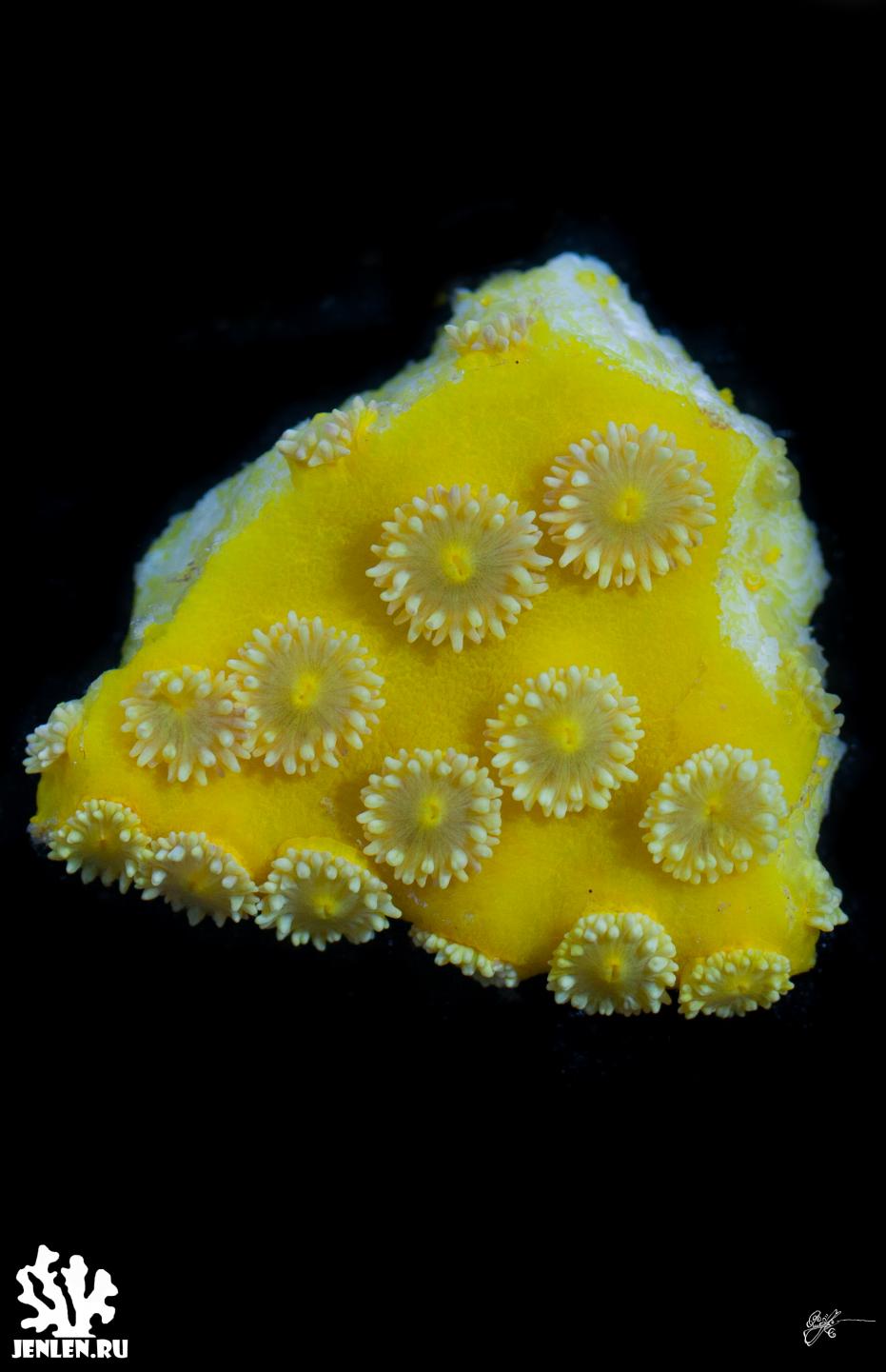 turbinaria yellow-1.jpg