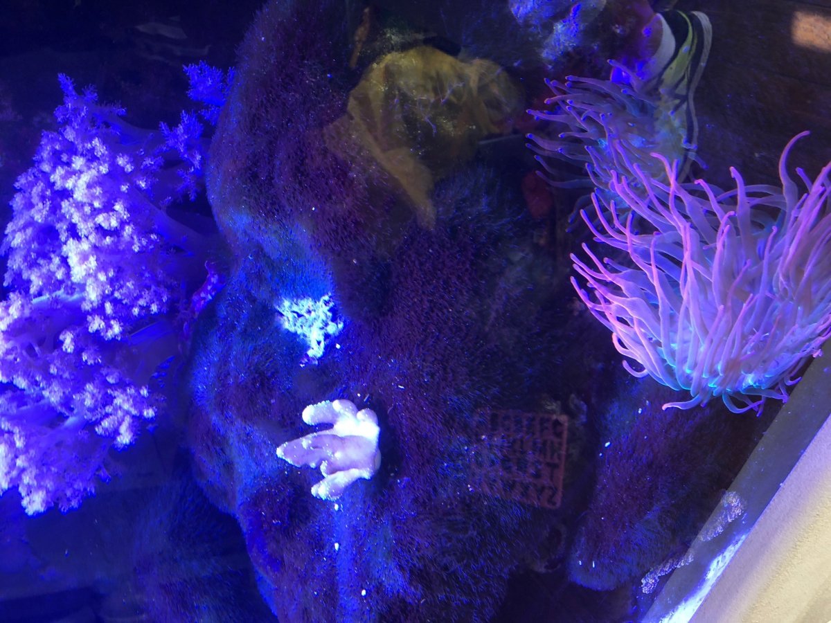 Turf Algae.jpg
