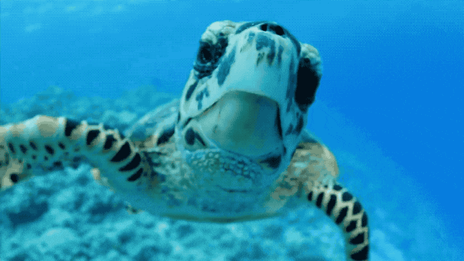turtle-gif-1b49jp3.gif
