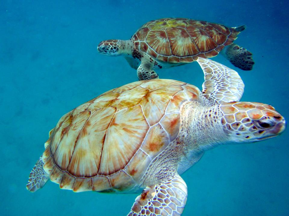 Turtles.jpg