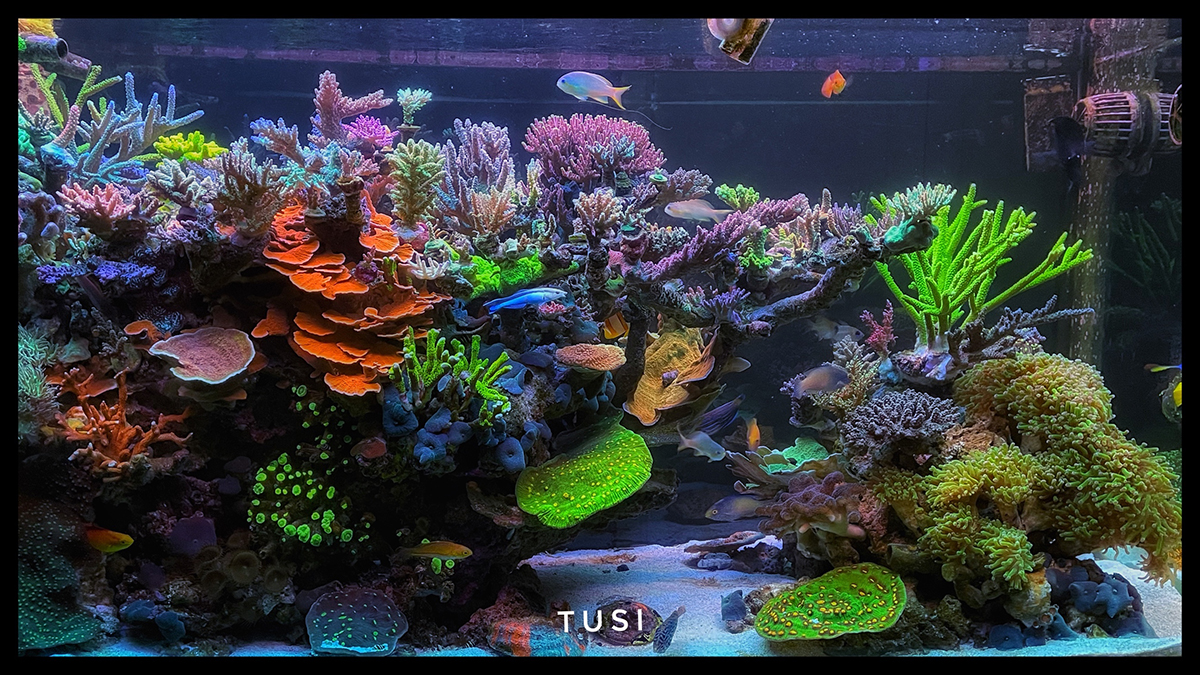 QUESTION OF THE DAY - You should have a reefing routine! Do you have a ...