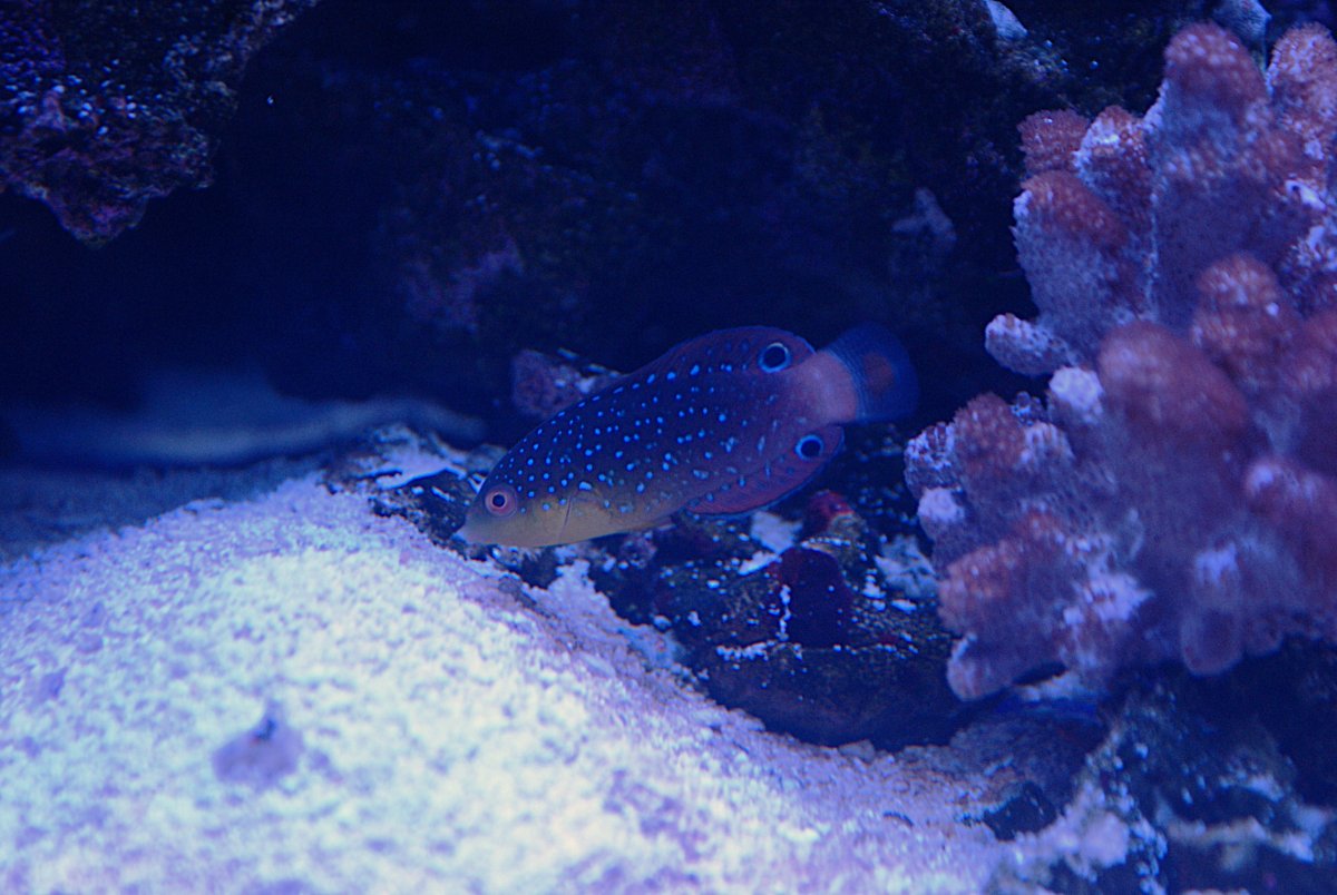 Twisted Tamarin Wrasse.jpeg