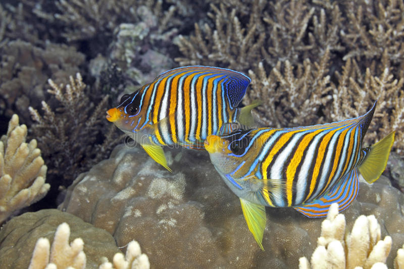 two-regal-angelfish-pygoplites-diacanthus-swimming-over-coral-reef-also-known-as-royal-uepi-so...jpg