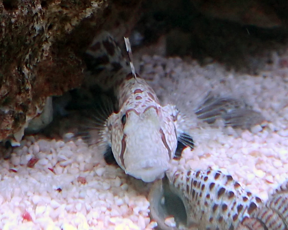 Two-Spot.jpg