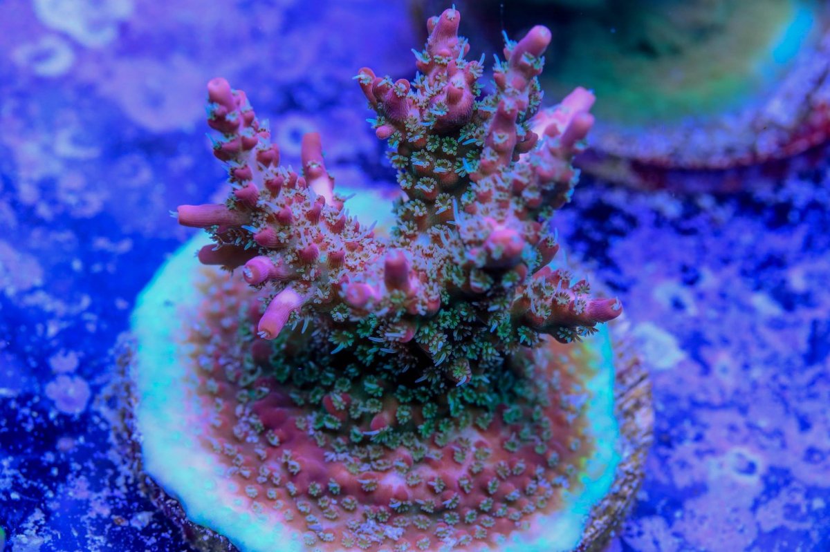 My acro collection aka my obsession | Page 11 | REEF2REEF Saltwater and ...