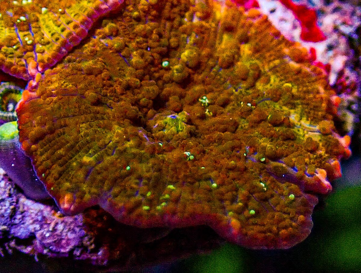 UC Aztec Gold Mushroom -312.JPG