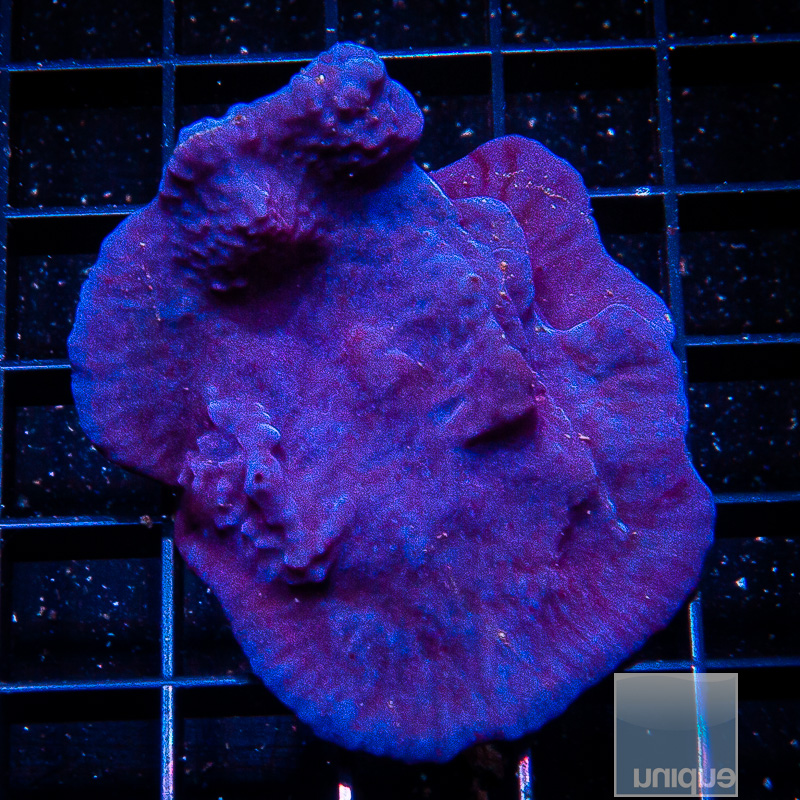 UC Blue Plating Sponge chunk 99 80.JPG
