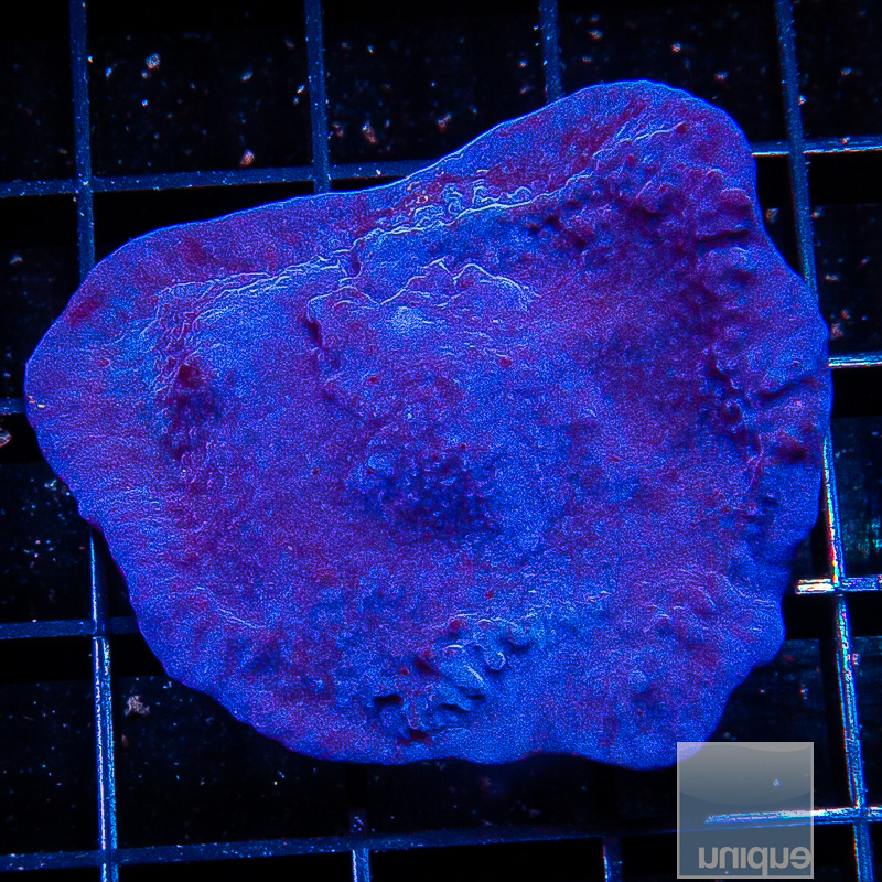 UC Blue Plating Sponge Colony 129 94.JPG