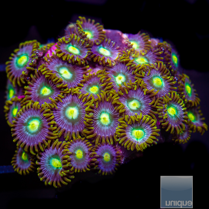 UC Cookie Monster Zoanthid Colony 149 75.JPG